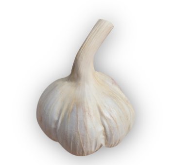 Czosnek